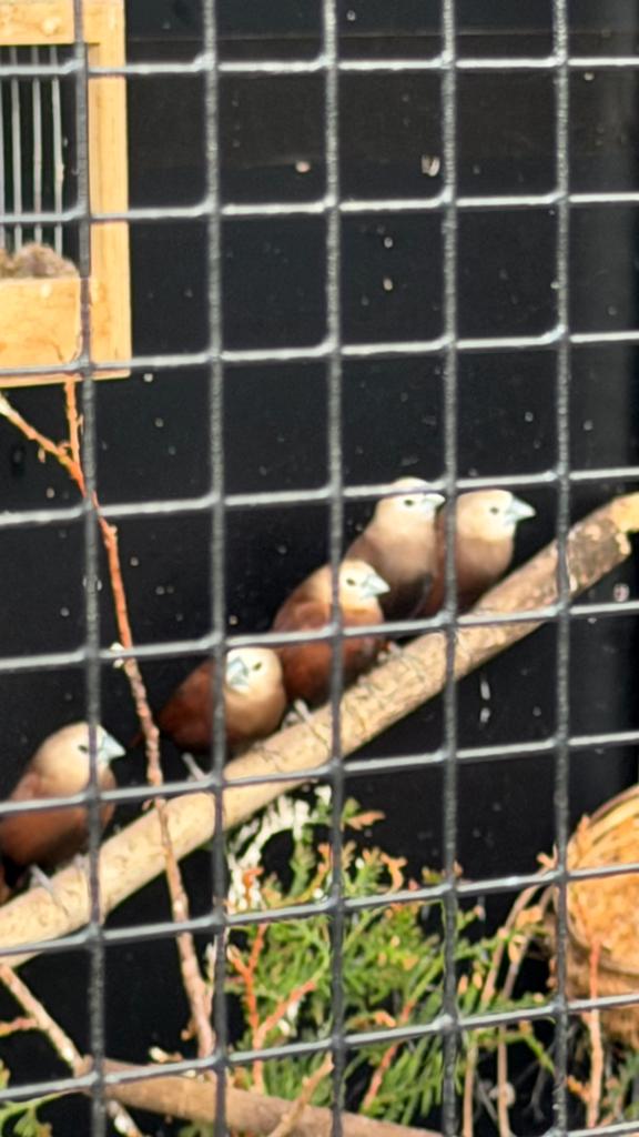 6 witkopnonnen, Geslacht onbekend, Geringd