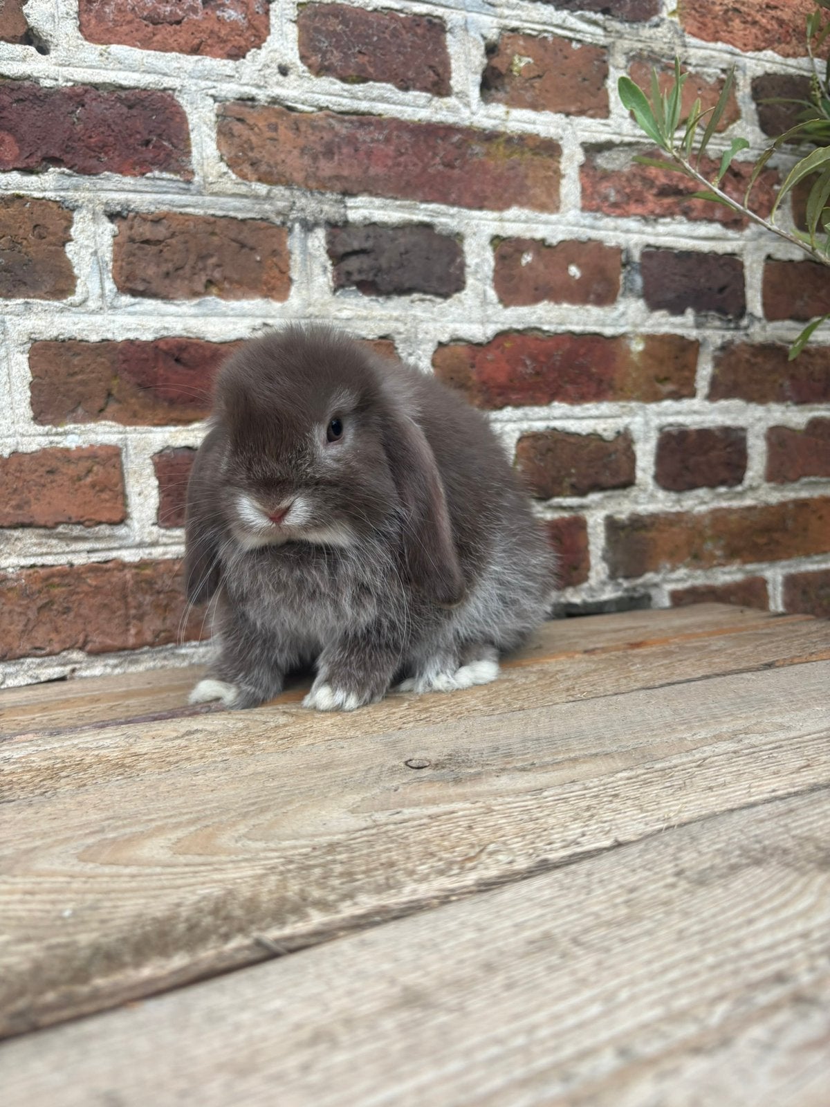 Prachtig minilop konijntje 🩵, Dieren en Toebehoren, Mannelijk, Dwerg, Hangoor, 0 tot 2 jaar