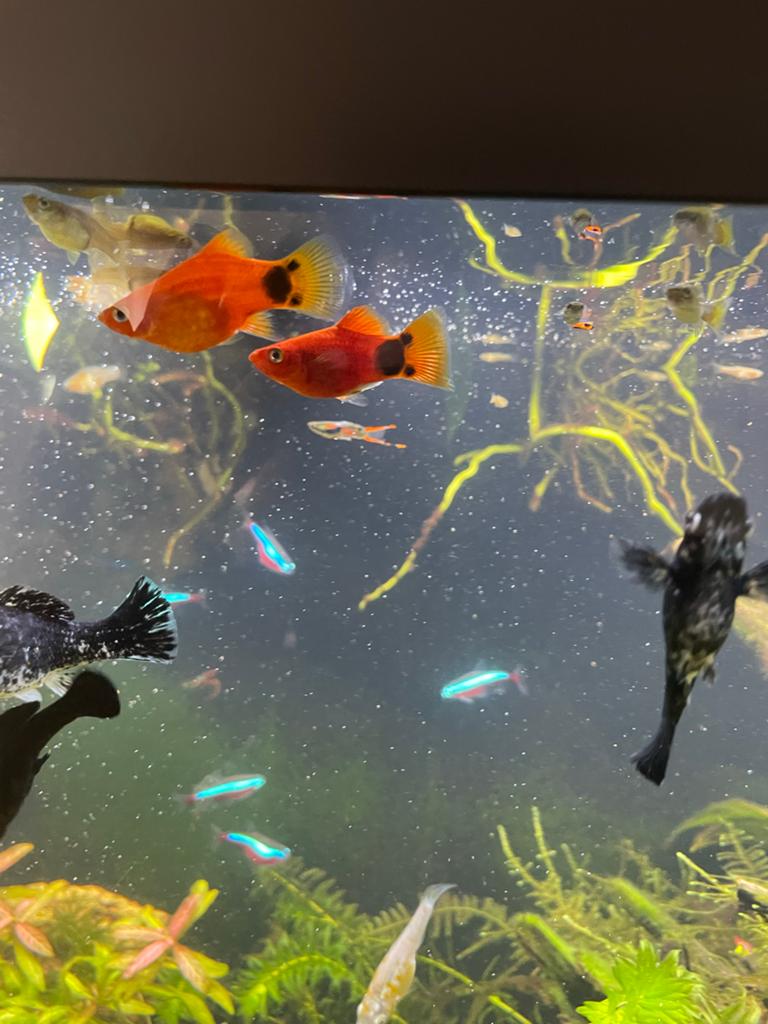 Jonge mickymouse platy’s 2,49 ps, Dieren en Toebehoren, Vis