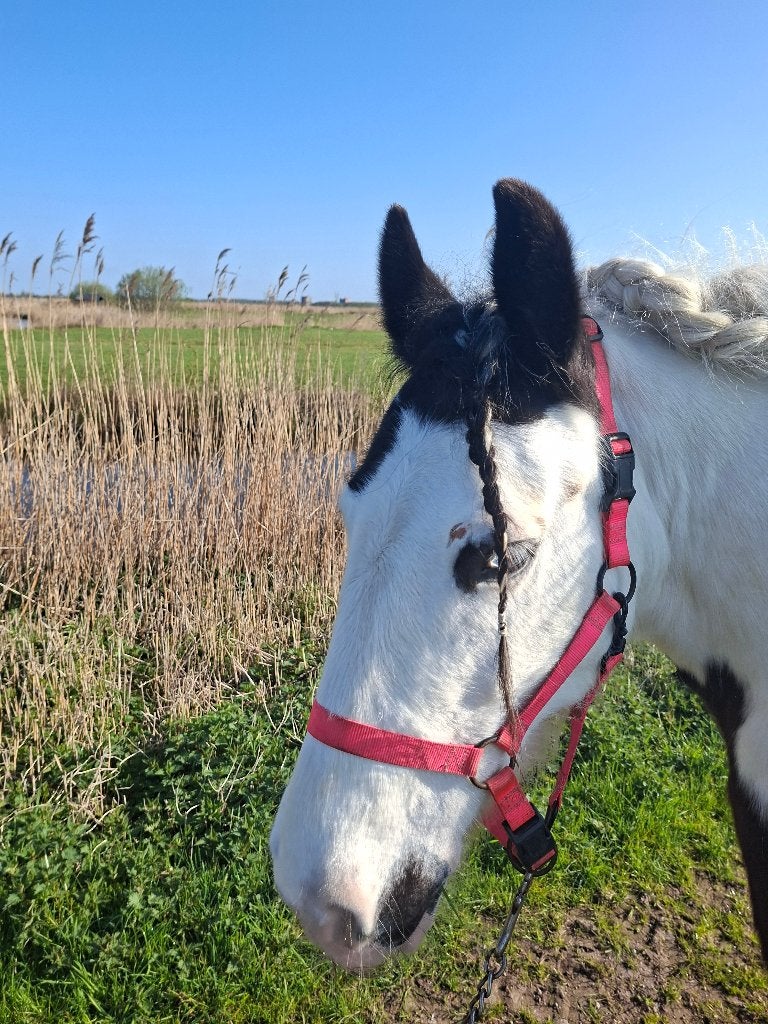 Verzorger gezocht, Dieren en Toebehoren, Paarden en Pony's | Verzorgingsproducten, Ophalen