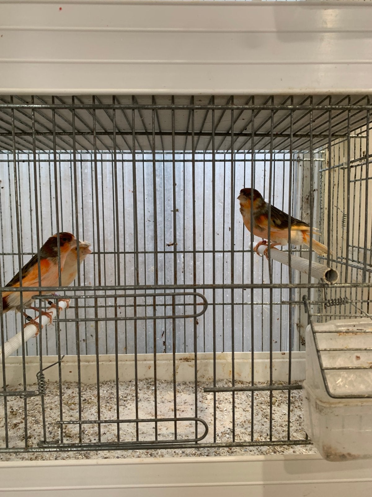 Harlekijn kanaries. 15€, Mannelijk, Kleurkanarie