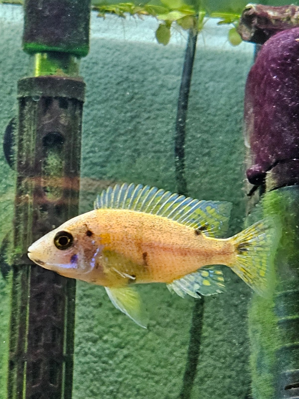 Aulonocara Multicolour 5-6 cm super mooi!, Dieren en Toebehoren, Vis, Zoetwatervis