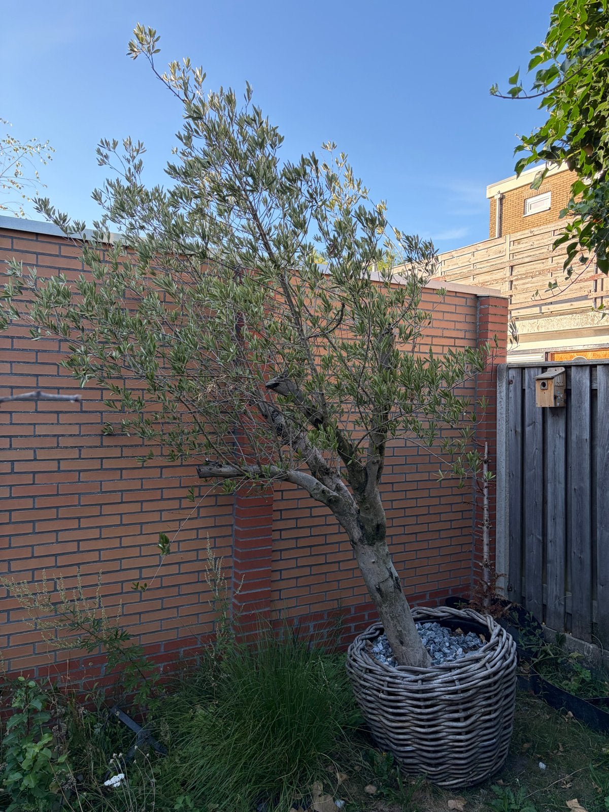 Grote Olijfboom in pot - Stamomtrek 50 cm, Ophalen, In pot, Olijfboom, 250 tot 400 cm