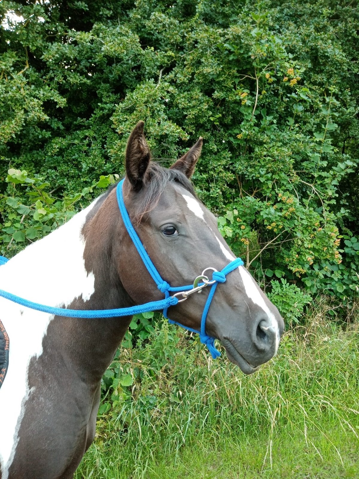 A.P.H.A. MERRIE 5 jaar, Merrie, Dressuurpaard, Zadelmak, 3 tot 6 jaar