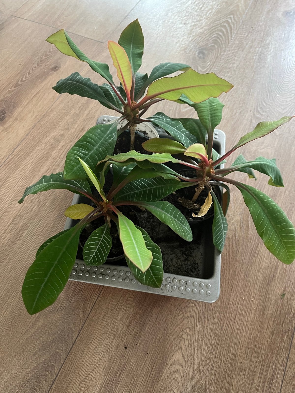 Stekjes Euphorbia Leuconeura planten / Madagaskar Jewel, Ophalen, Overige soorten, Halfschaduw, In pot