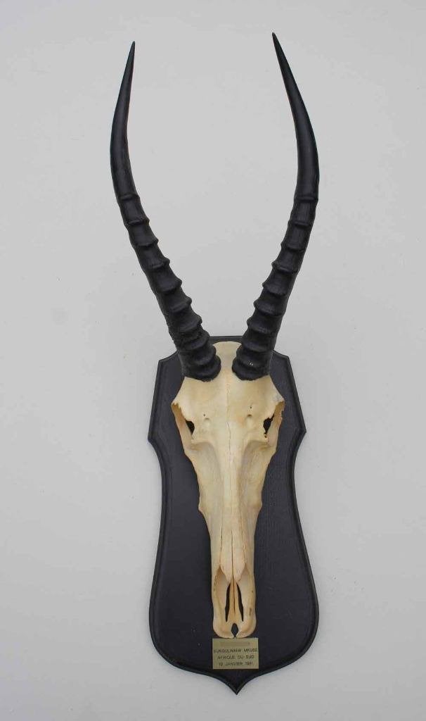 Schedel BLESBOK op houten schild - ref. A (gewei - opgezet), Verzamelen, Dierenverzamelingen, Ophalen of Verzenden, Gebruikt, Wild dier