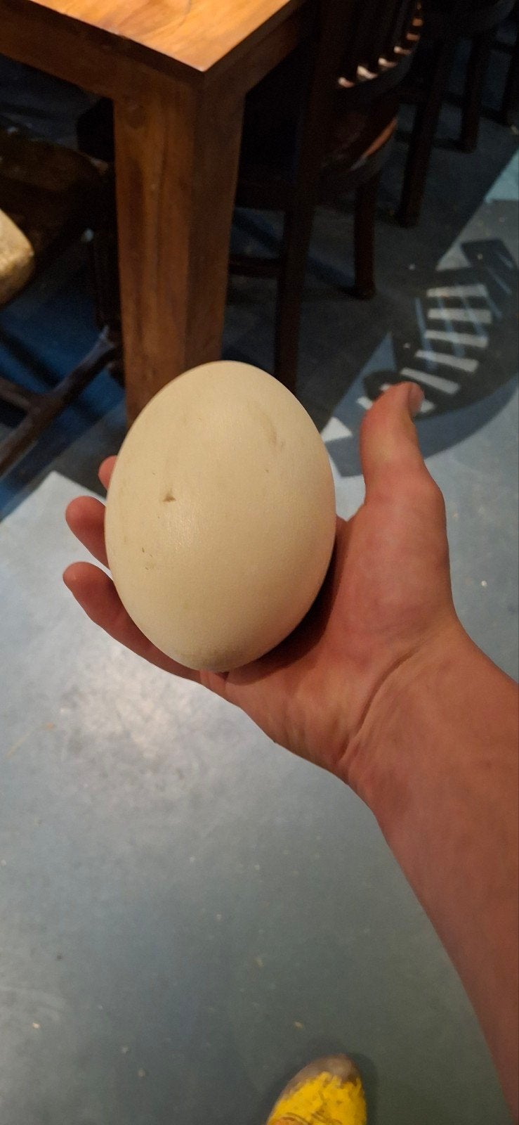 nandoe ei, Dieren en Toebehoren, Pluimvee, Geslacht onbekend, Kip