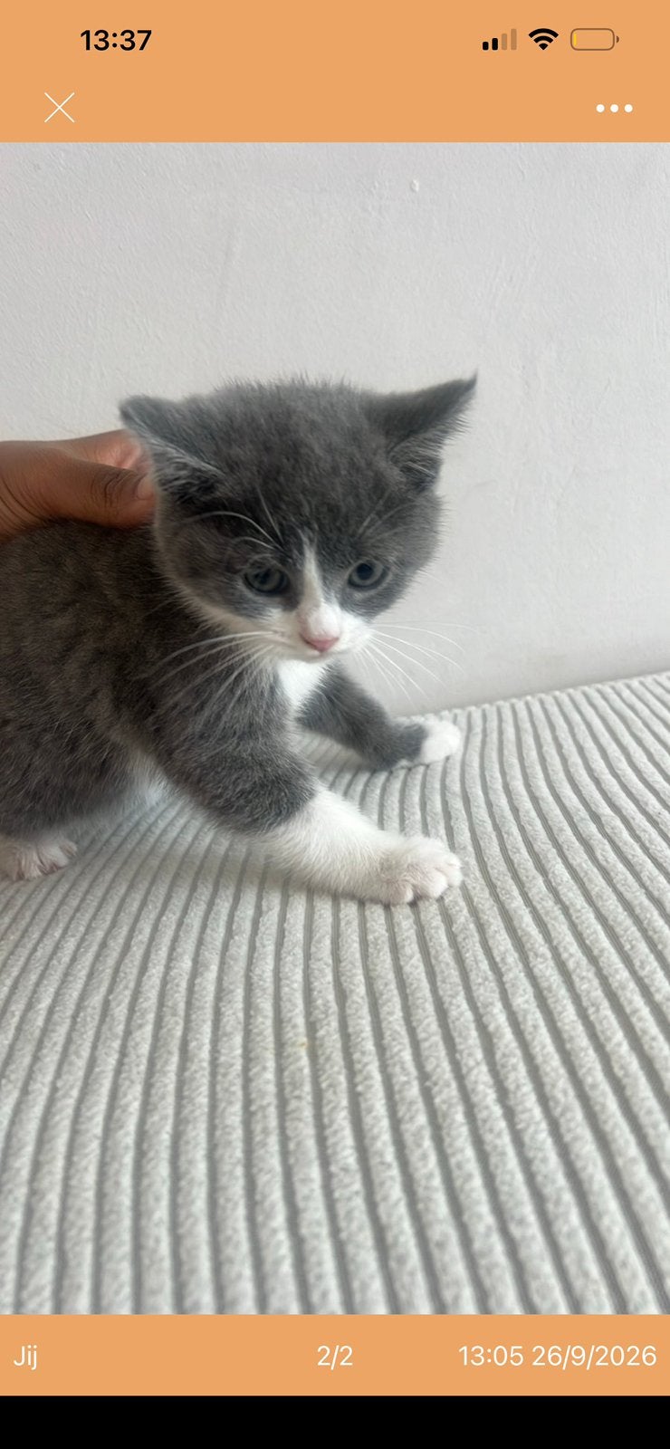 Britse korthaar te koop! €400, Meerdere dieren, Ontwormd