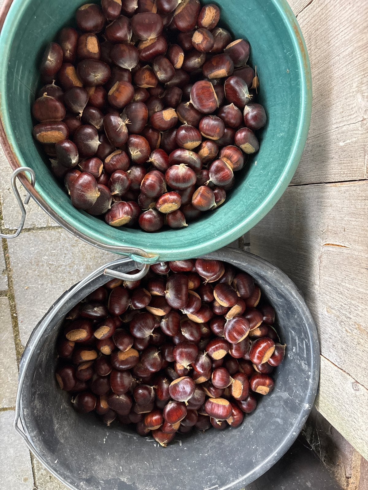 Verse Kastanjes - uit eigen tuin, Diversen, Ophalen of Verzenden