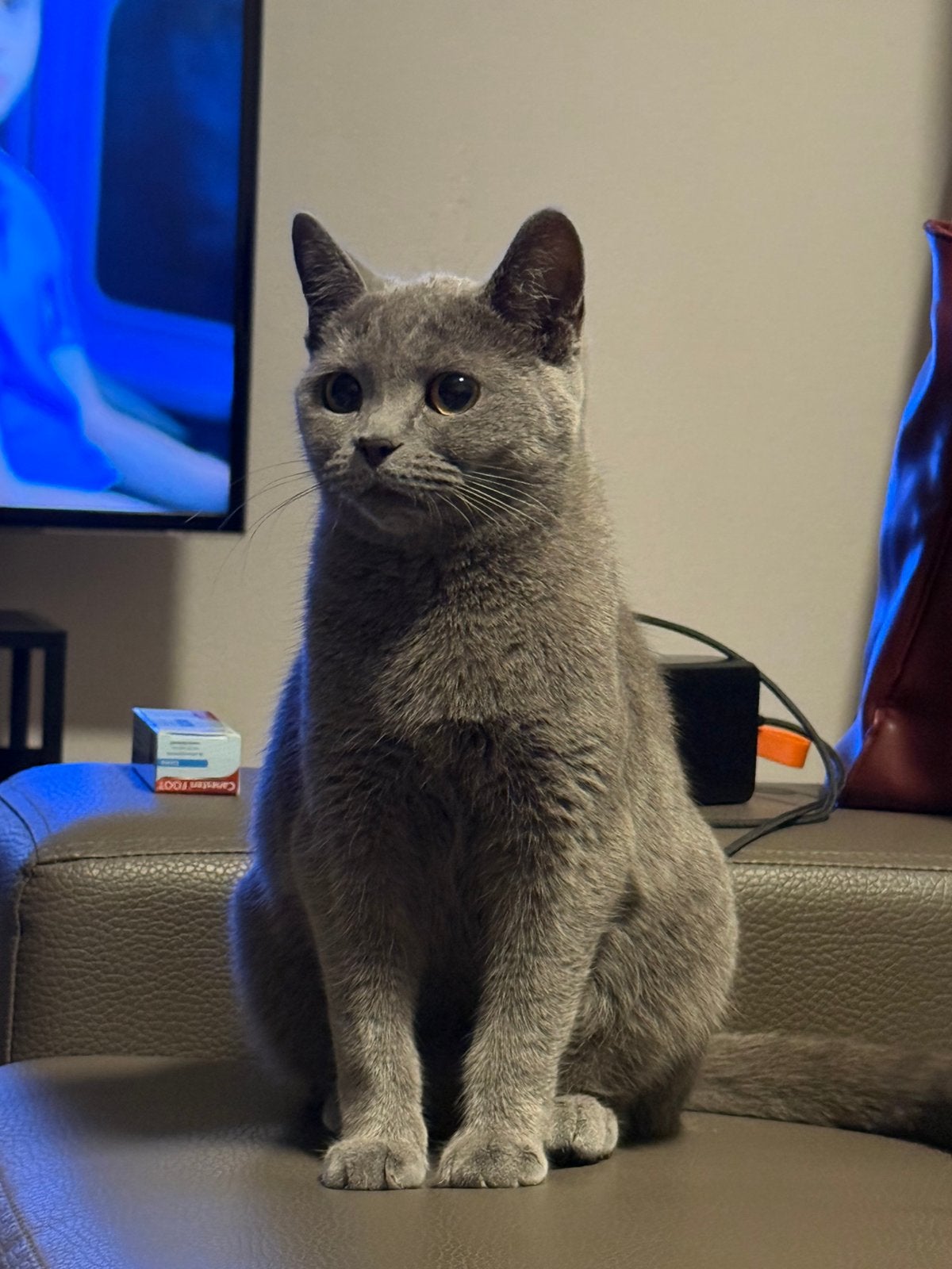 Lieve grijze poes Duman – 45 weken, Dieren en Toebehoren, Meerdere dieren
