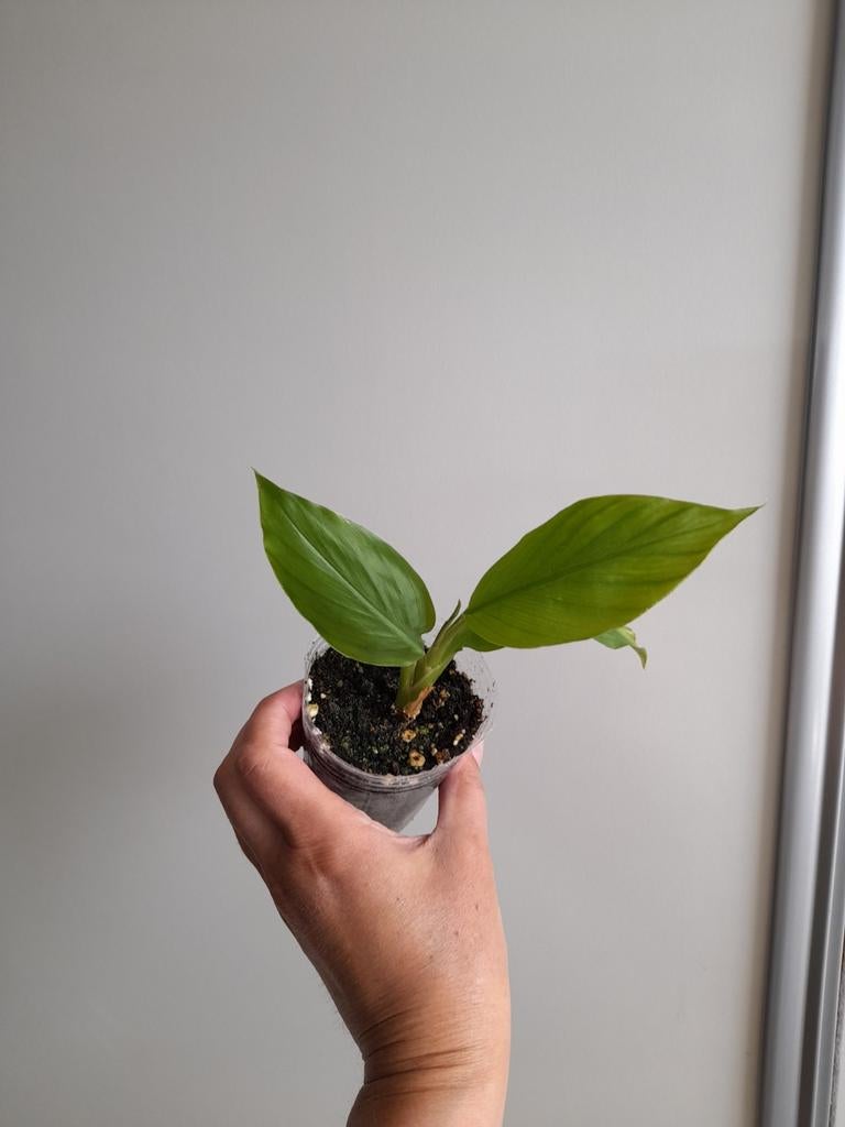 Curcuma geelwortel plant, Ophalen, Eenjarig, Overige soorten, Halfschaduw