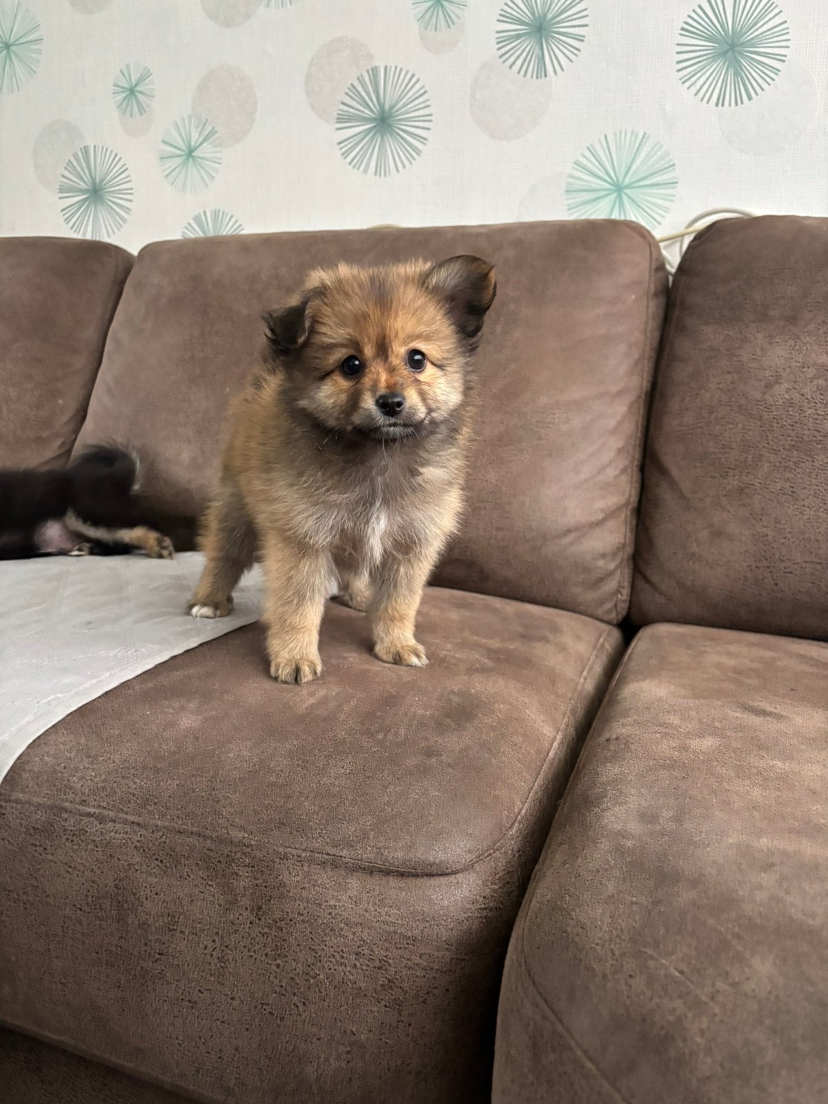 POMCHI x DWERGKEES, “pomeriaan“ pups, Parvo, 8 tot 15 weken, Meerdere, Meerdere dieren