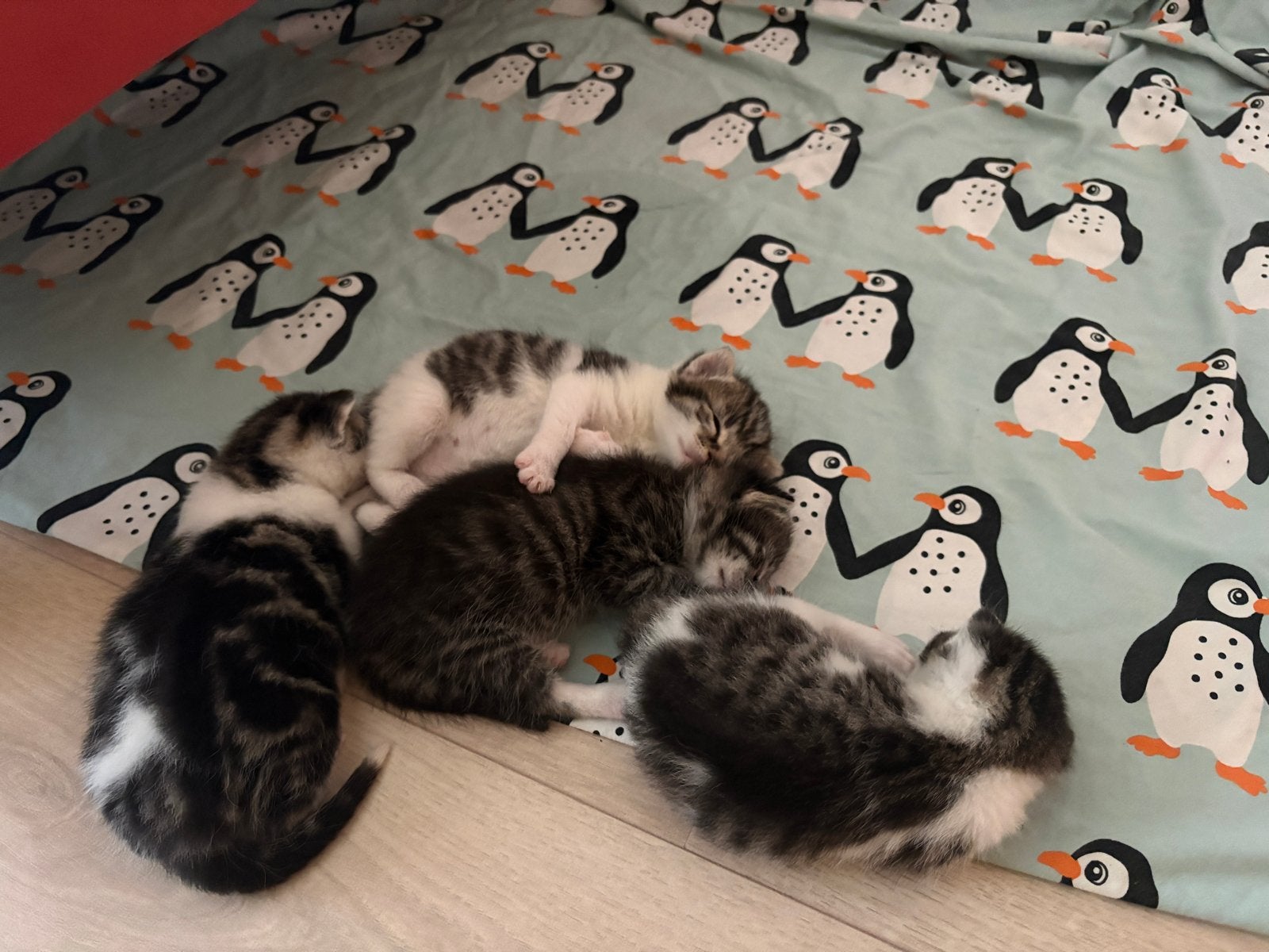 Kittens, Meerdere dieren, Kortharig, 0 tot 2 jaar