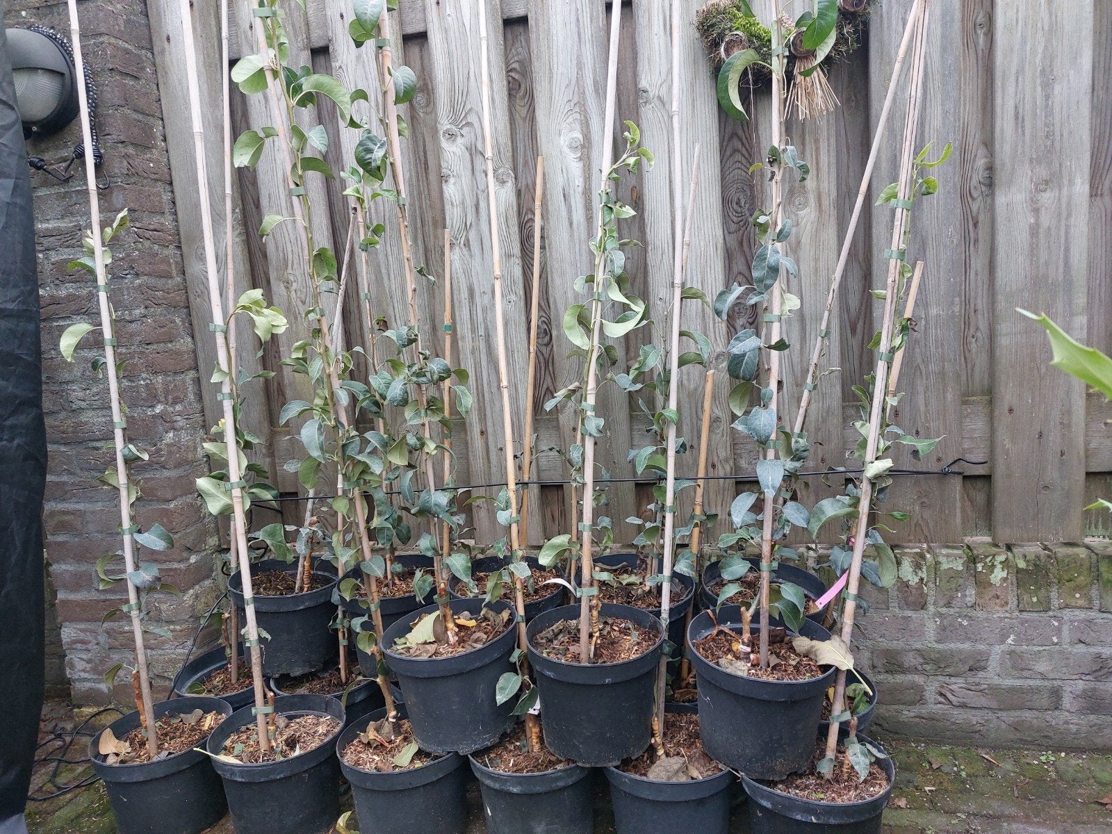 Veredelde Perenbomen: Stoofpeer & Doyenné du Comice, Ophalen, Minder dan 100 cm, In pot, Perenboom