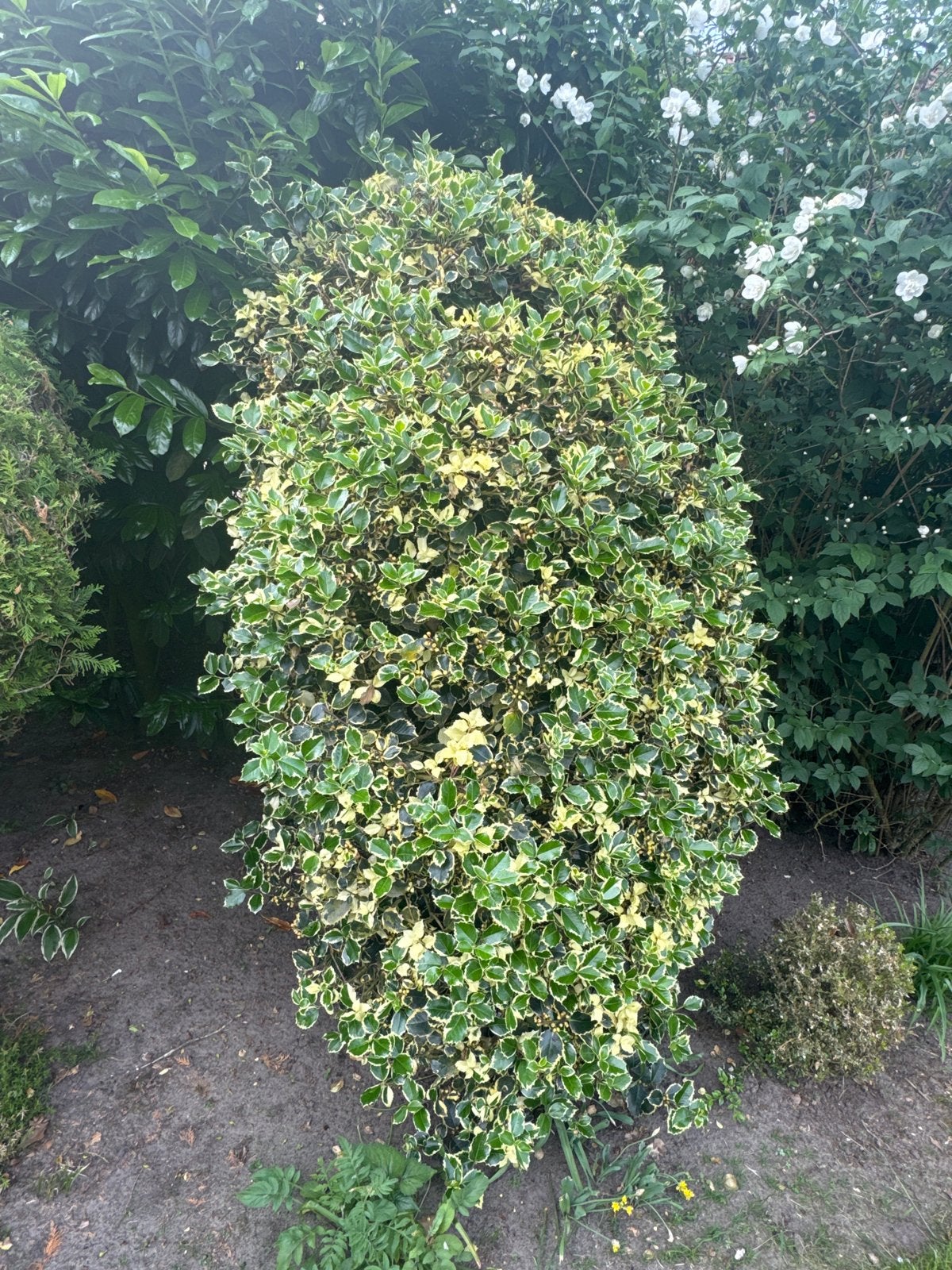 Bonte Hulst (Ilex aquifolium 'Argentea Marginata'), Volle zon, Vaste plant, Herfst, Ophalen