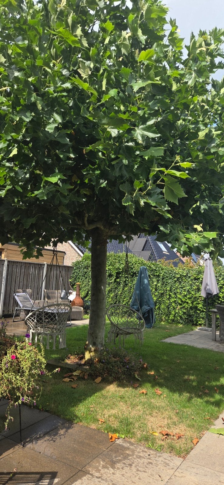 Dakplantaan, Ophalen, Volle zon, Overige soorten