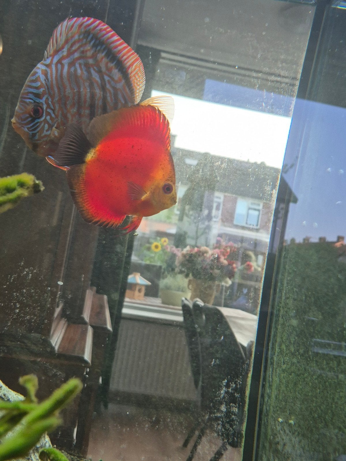 Red melon discus vis, Dieren en Toebehoren, Vissen | Aquariumvissen, Vis