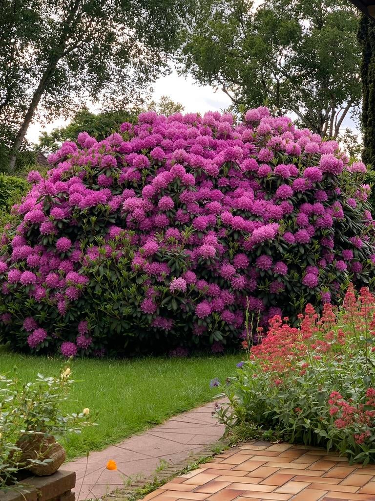 Prachtige, gezonde Rhododendron + Camelia zoekt hovenier, Ophalen, Rhododendron, 250 cm of meer
