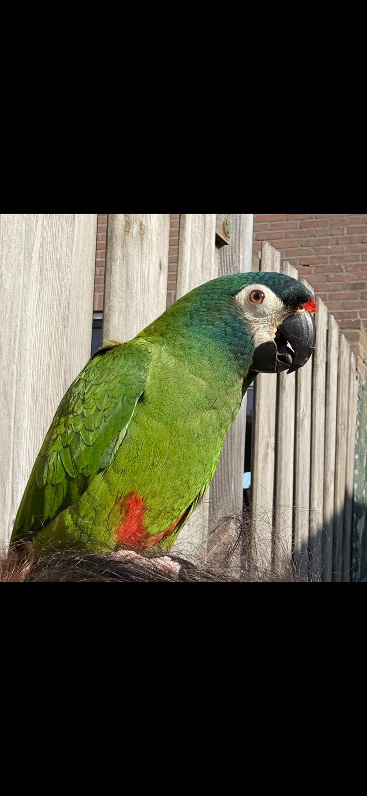 Ara Maracana mannetje met kooi, Dieren en Toebehoren, Vogels | Parkieten en Papegaaien, Mannelijk, Papegaai, Tam