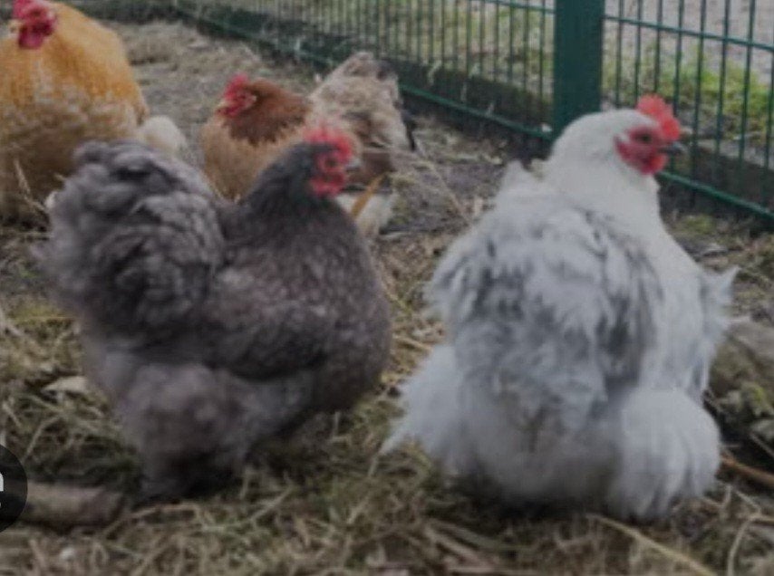 te koop cochin krielen hennen evt met haan ook krulveer, Meerdere dieren, Kip