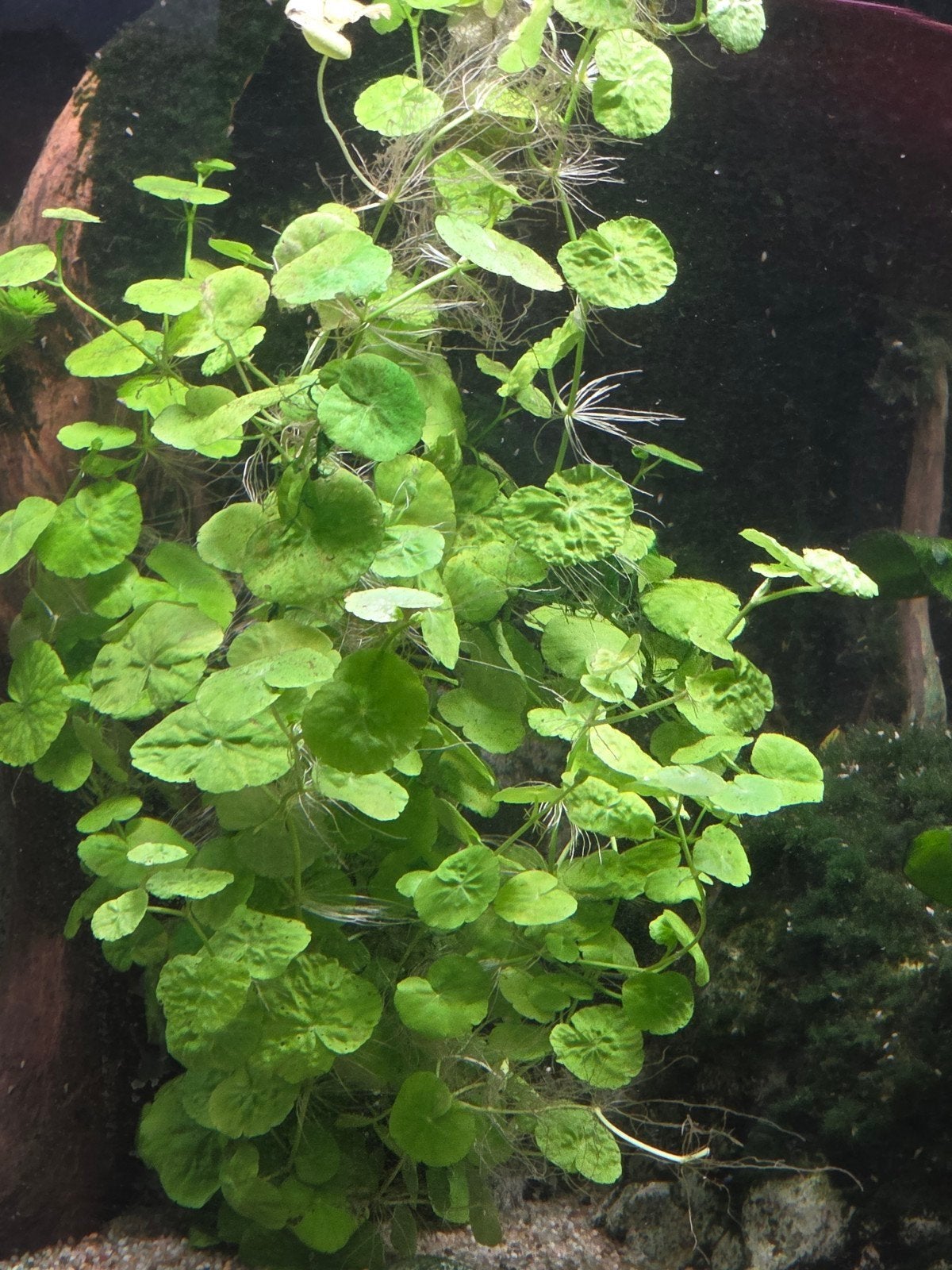 Braziliaanse klimop (hydrocotyle leucocelpha), Ophalen of Verzenden, Nieuw, Plant(en), Steen of Hout