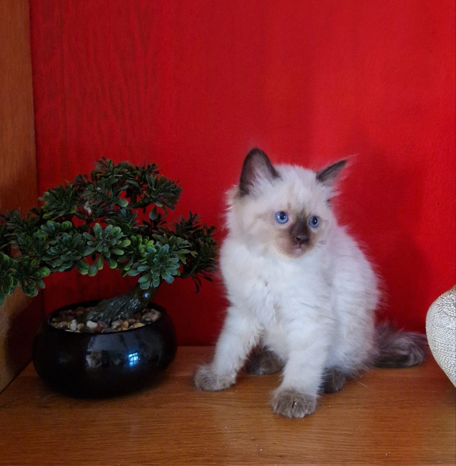 Raszuivere ragdoll kittens, Meerdere dieren, Ontwormd, 0 tot 2 jaar