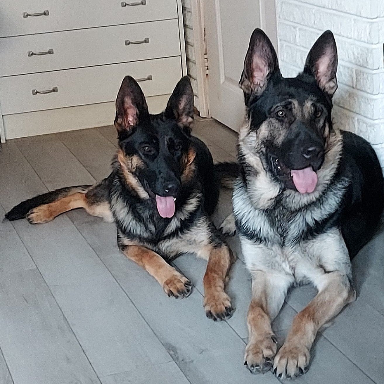 Honden oppas aangeboden, Particuliere oppas