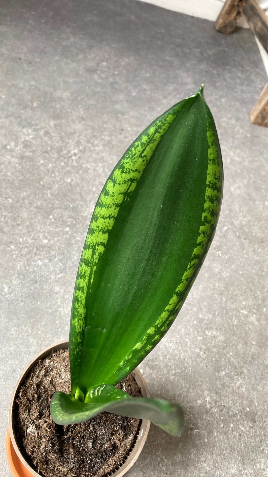Sansevieria Silver flame ( whitney), Ophalen of Verzenden, Halfschaduw, Minder dan 100 cm