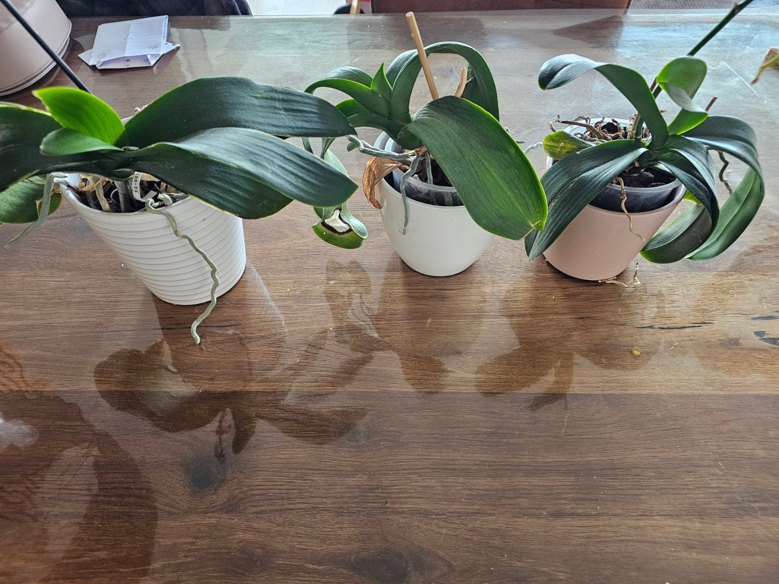 Drie prachtige orchideeën in potten, Vaste plant, Halfschaduw, Lente, Ophalen