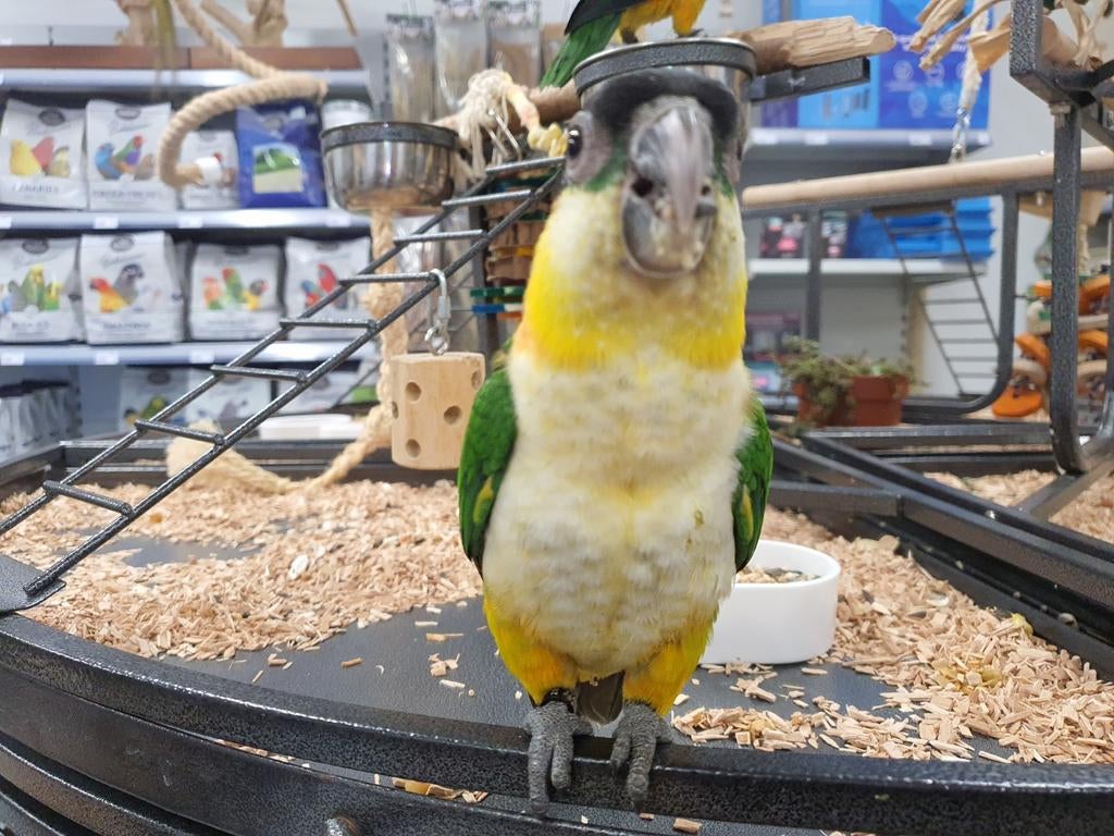 Lieve Zwartkopcaique beschikbaar., Dieren en Toebehoren, Vogels | Parkieten en Papegaaien, Vrouwelijk, Papegaai, Geringd