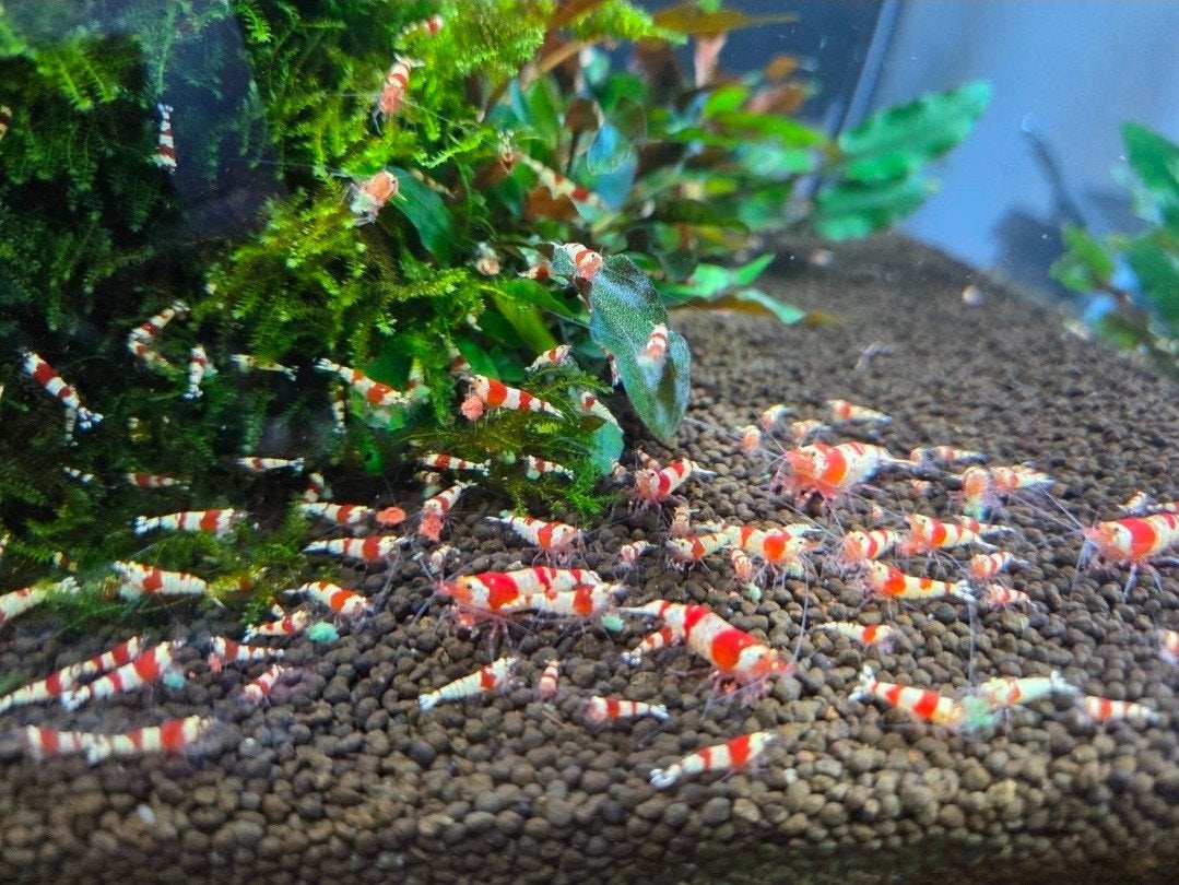 cristal red garnalen (kraanwater), Dieren en Toebehoren, Kreeft, Krab of Garnaal, Zoetwatervis, Schoolvis