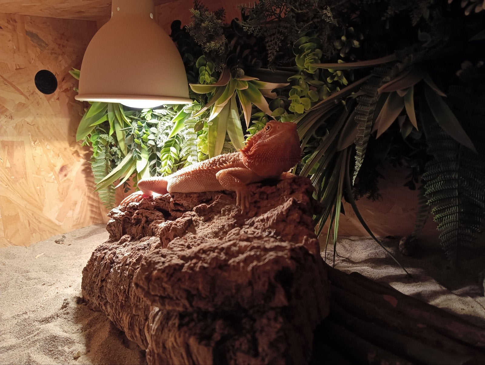 baardagaam incl terrarium Bearded Dragon photo 3