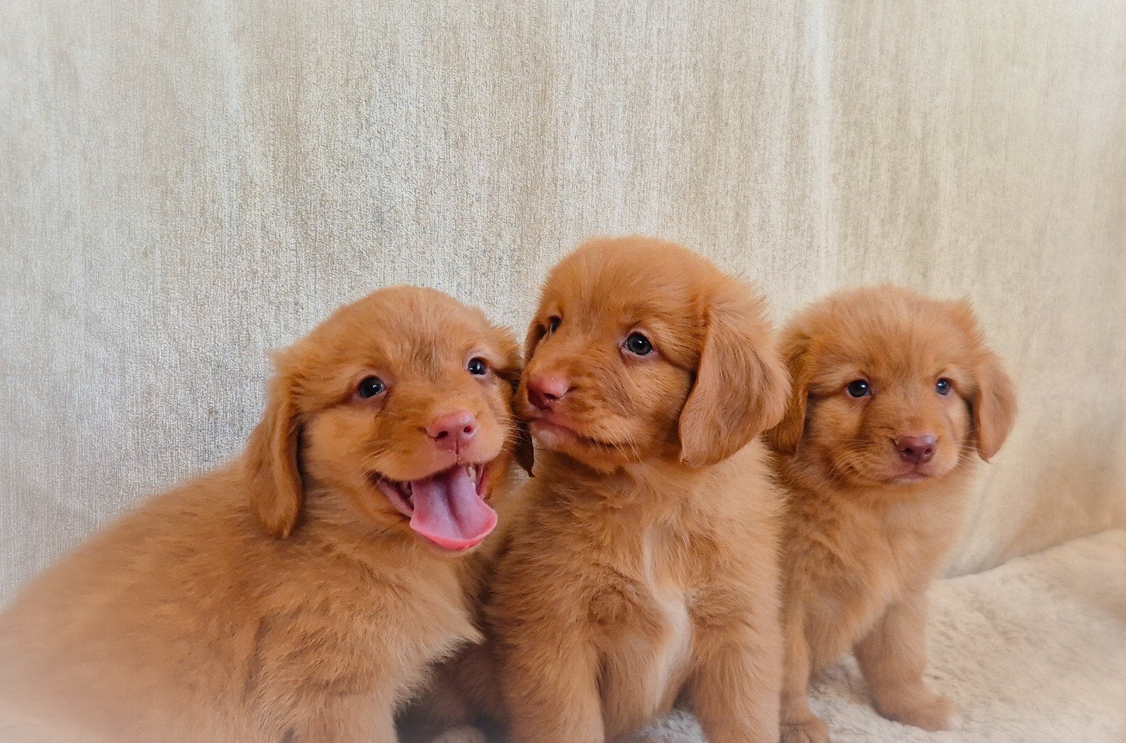 Super lieve, enthousiaste Toller pups zoeken nieuwe baasjes, Overige rassen, 8 tot 15 weken, CDV (hondenziekte), Meerdere