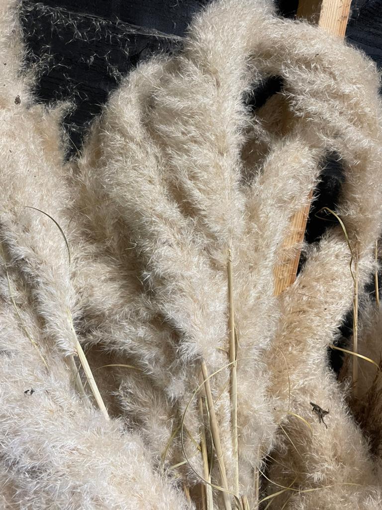 Mooie pluimen, Ophalen, Overige soorten, Volle zon