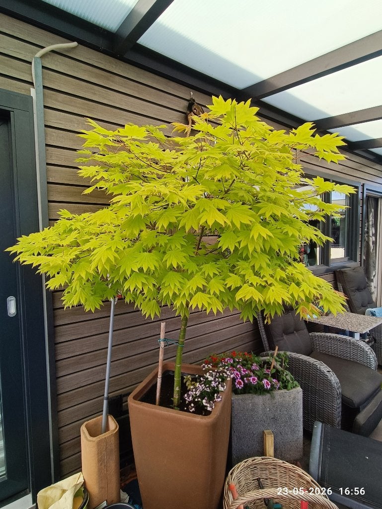Acer palmatum in hoge, kunststof sierpot., Ophalen, Bloeit niet, Halfschaduw, Overige soorten