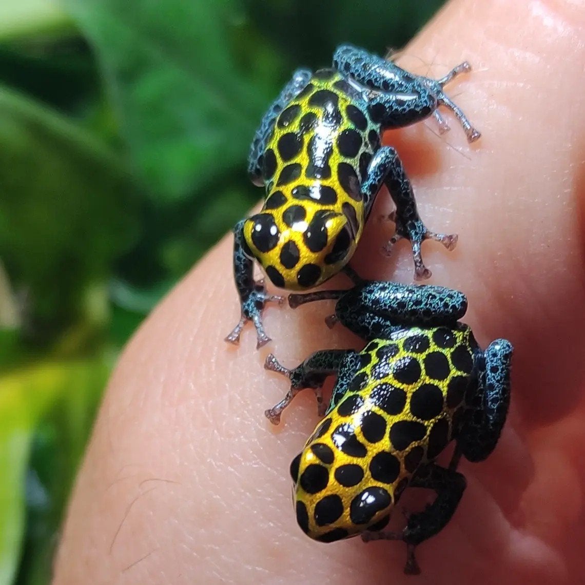Ranitomeya imitator 'Tarapoto', Overige soorten