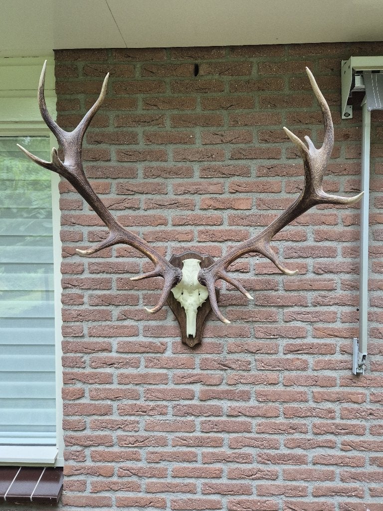 Prachtig Groot Edelhert Gewei Jacht Veluwe Mancave h85, Verzamelen, Dierenverzamelingen, Ophalen, Gebruikt, Hert, Gewei of Kop