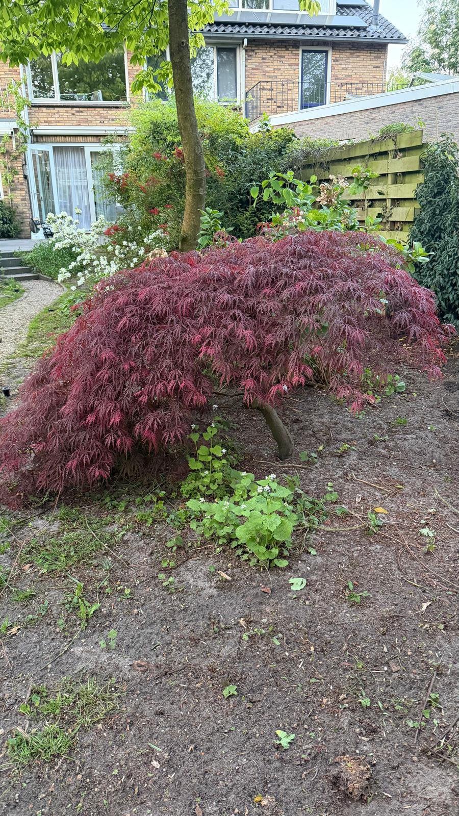 Japanse esdoorn struik Acer palmatum boom, Tuin en Terras, Ophalen, Esdoorn, Struik, 100 tot 250 cm