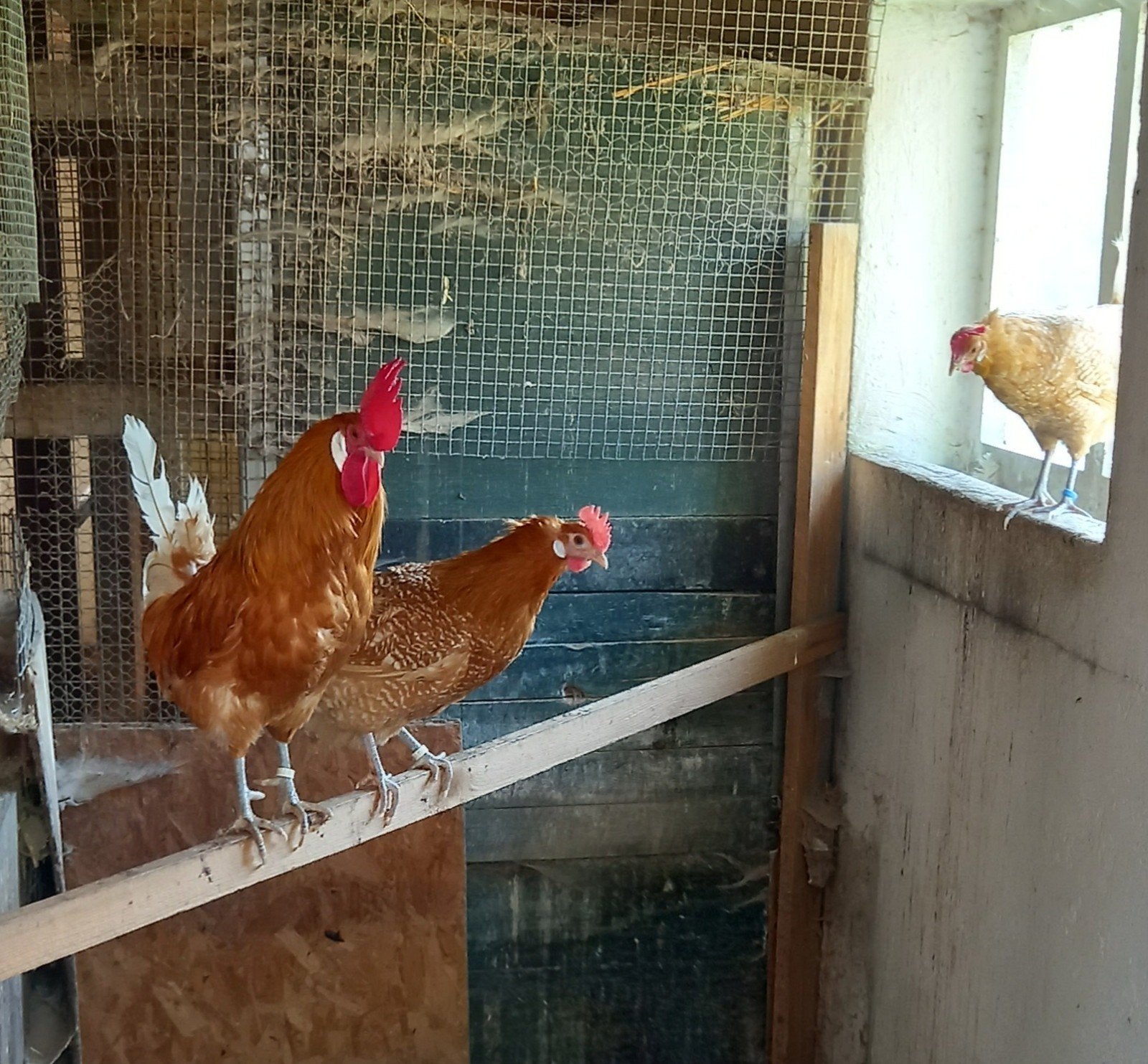 Toom kippen, Meerdere dieren, Kip