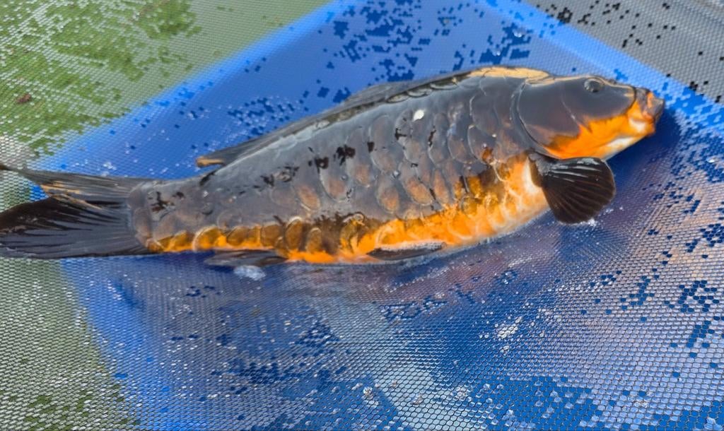 Koi Aragoke - Purnadi koi farm - 53cm, Dieren en Toebehoren, Karper of Koi