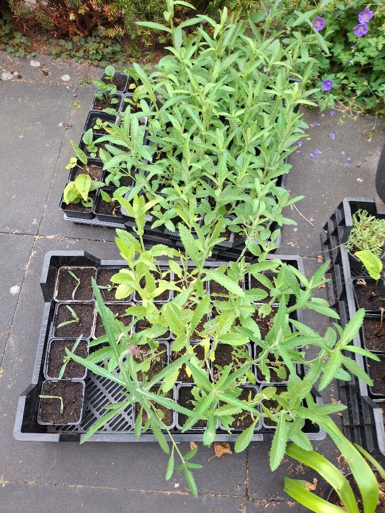verbena bonariensis plusm 70 stuks, Tuin en Terras, Ophalen, Overige soorten, Halfschaduw