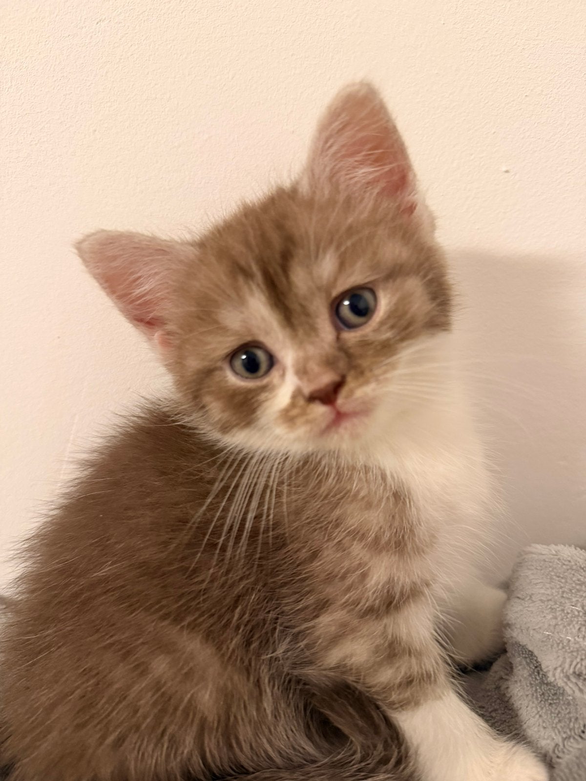 Prachtige 2 kittens beschikbaar (Ragdoll xBritse korthaar), Poes, Gechipt