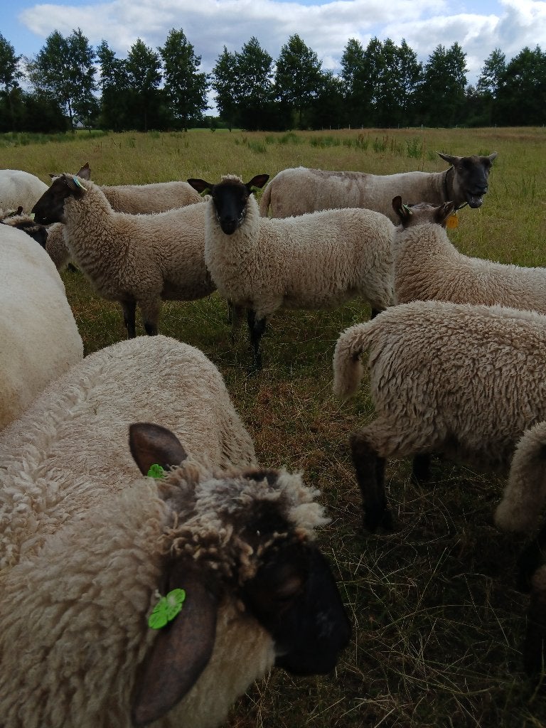 cambridge schapen, Vrouwelijk, Schaap, 0 tot 2 jaar