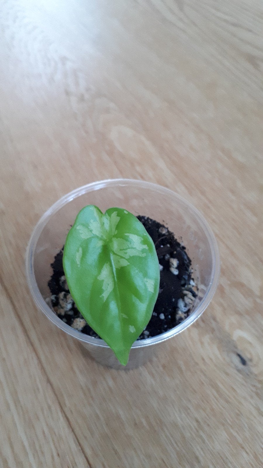 Alocasia stekjes, Huis en Inrichting, Kamerplanten, Ophalen, Halfschaduw, Minder dan 100 cm
