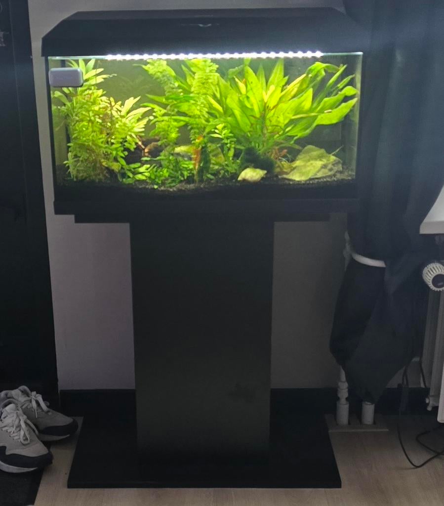 Juwel Primo 60 LED, Dieren en Toebehoren, Vissen | Aquaria en Toebehoren, Ophalen, Zo goed als nieuw, Gevuld zoetwateraquarium