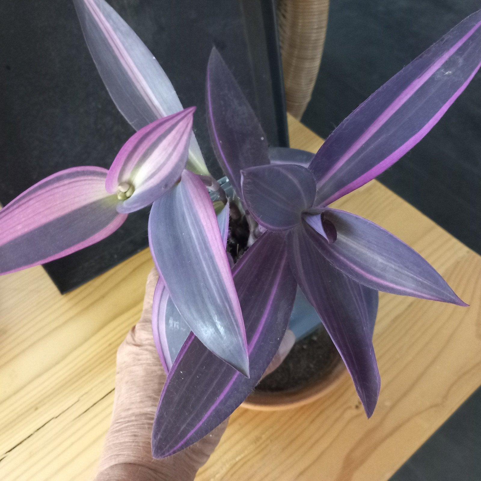 tradescantia pallida pink stripe stek nr 3-5, Ophalen of Verzenden, Halfschaduw, Minder dan 100 cm