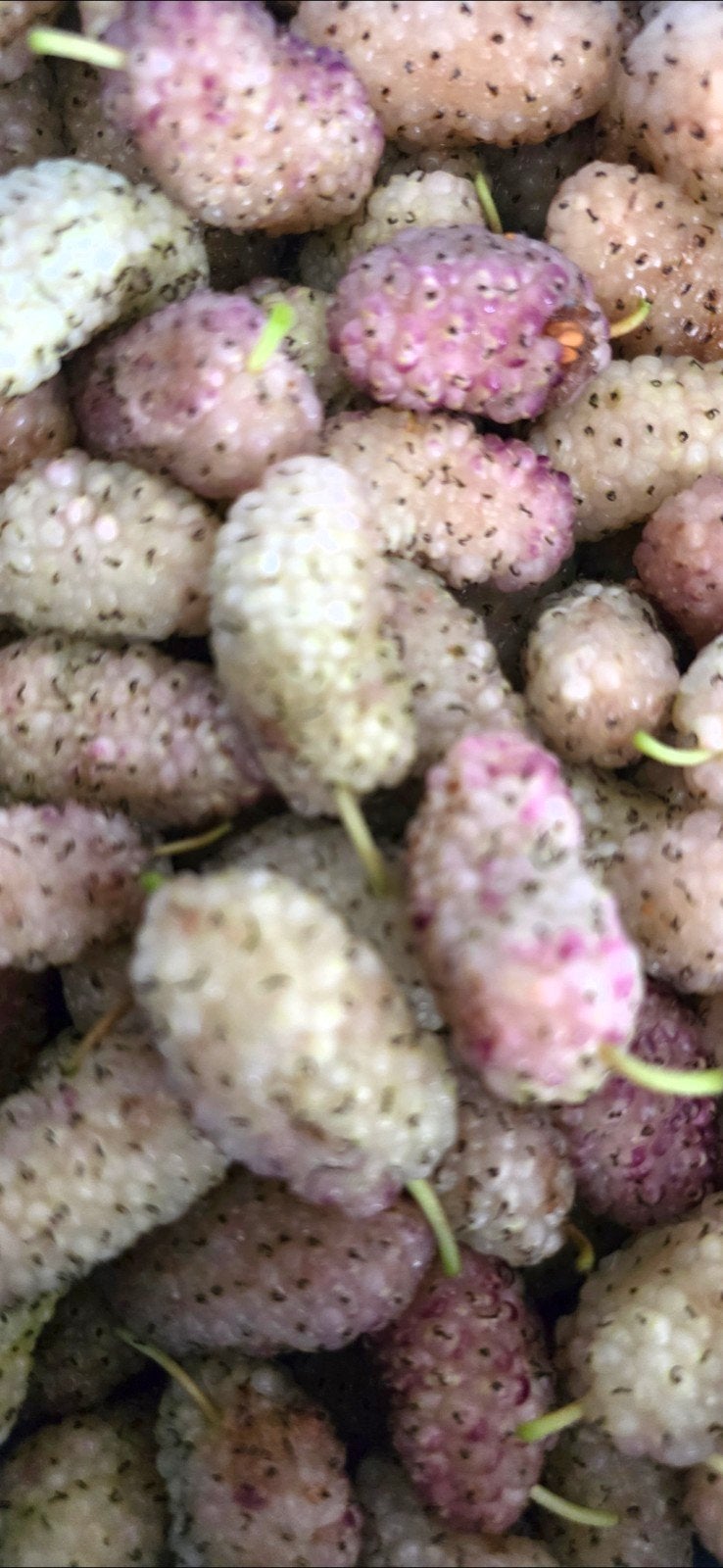 Lavendel Moerbei Zaden - Unieke en Aromatische Vruchten, Tuin en Terras, Ophalen of Verzenden, Voorjaar, Volle zon, Zaad