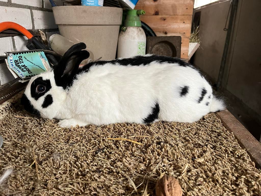 Lotharinger, Mannelijk, Klein, 0 tot 2 jaar