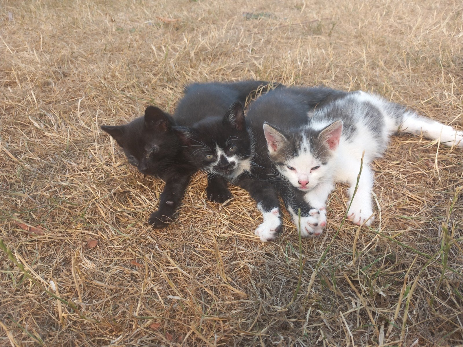 kittens te koop, Dieren en Toebehoren, Meerdere dieren, Kortharig, 0 tot 2 jaar