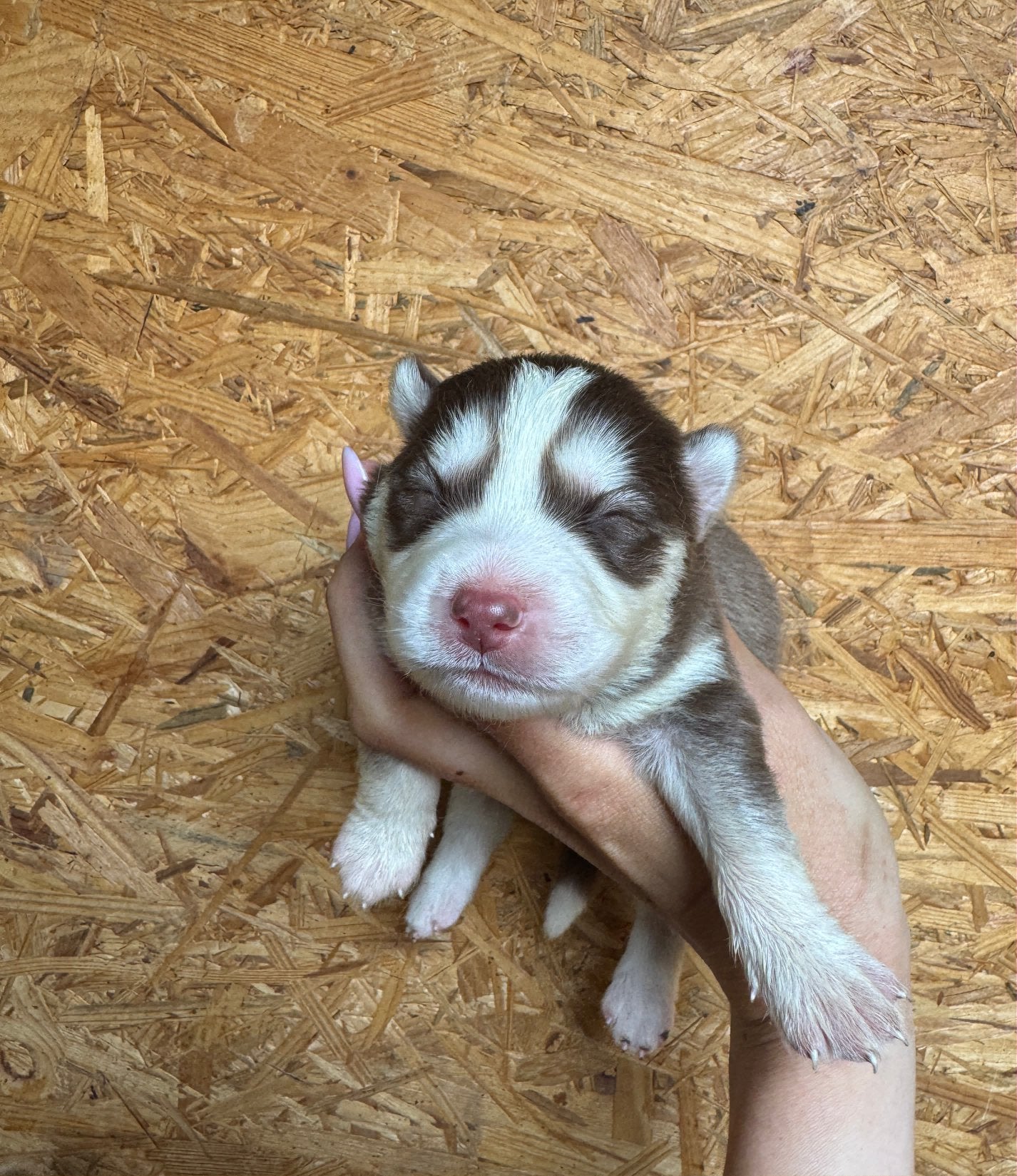 F4 Pomsky pups ter resevering (nog 4 reutjes beschikbaar), Dieren en Toebehoren, Honden | Poolhonden, Keeshonden en Oertypen, 8 tot 15 weken